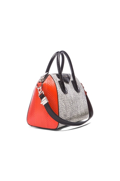 Small Colorblock Elaphe Antigona